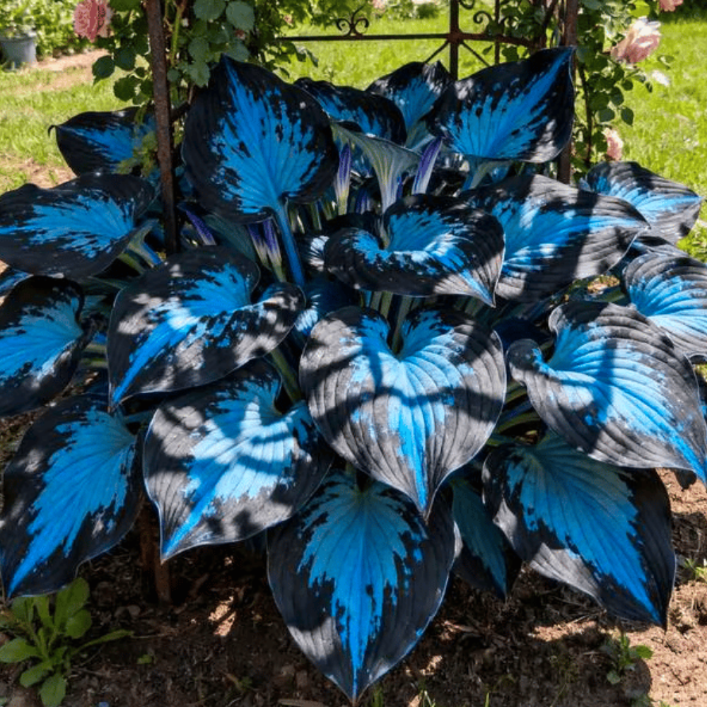 PremiumPlants 1+1 GRATIS: Högkvalitativa Sällsynta Lågunderhållningsskugga Premiumväxter